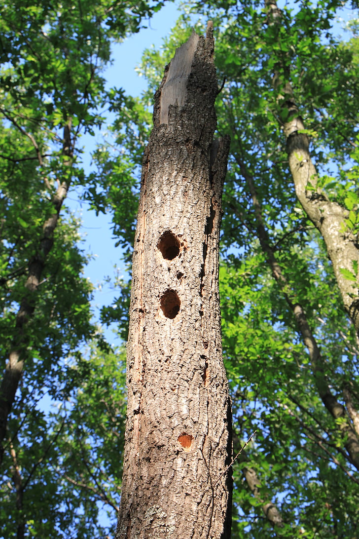 forest, holes, oak, tree, woodpeckers, nature