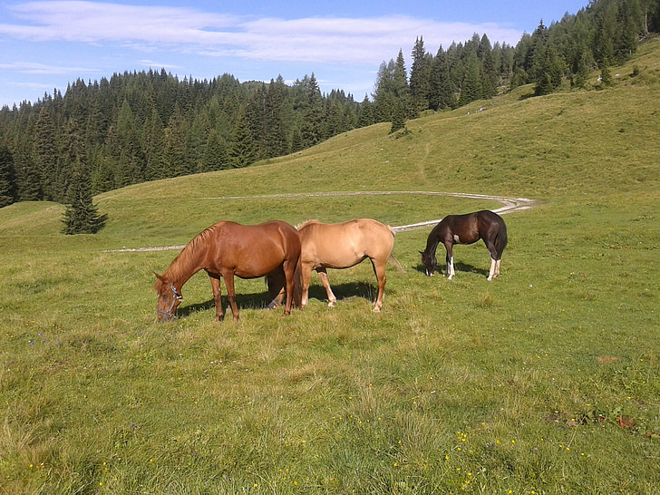 hest, Føll, fjell, skog, furu, Friuli venezia giulia