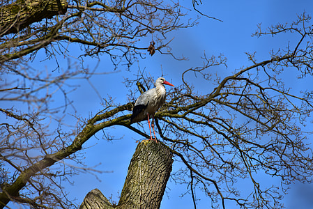 stork, black white, bill, rattle stork, white stork, nature, pride