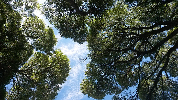 cây liễu già, bầu trời xanh, cây và bầu trời, đồng cỏ, gỗ