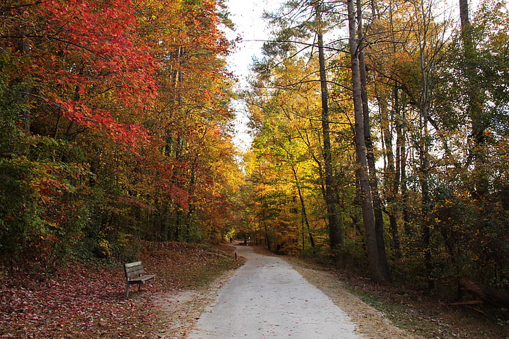 秋, 徒歩, ベンチ, 公園, 静かです, 秋, 自然
