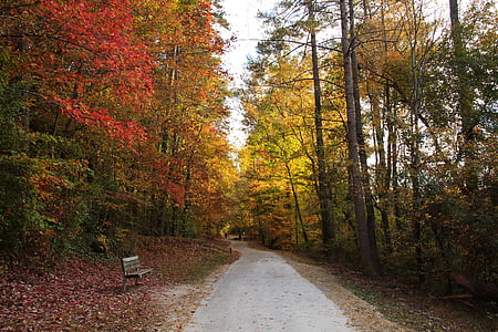 秋天, 步行, 板凳, 公园, 安静, 秋天, 自然