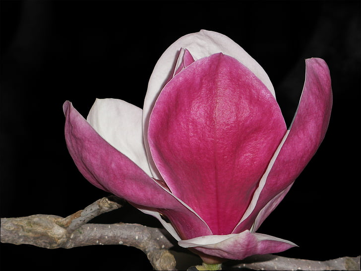 Magnolia, bloem, tak, roze, natuur, macro, licht
