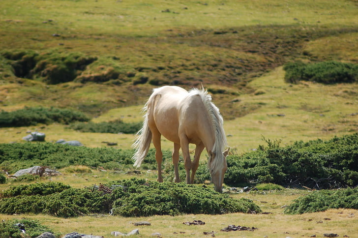 horse, wild, ecology, mountain, landscape, peñalara