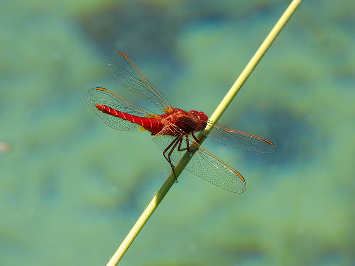 rød guldsmed, gren, vådområde, erythraea crocothemis