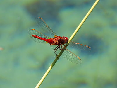 libellule rouge, Direction générale de la, zones humides, crocothemis erythraea