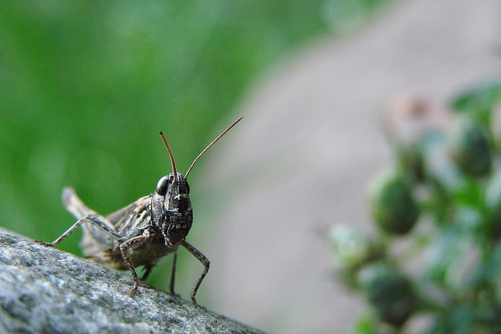 grasshopper, stone, on stone, insect, nature, wildlife, bug