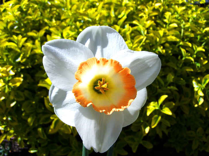 Daffodil, flors de primavera, blanc