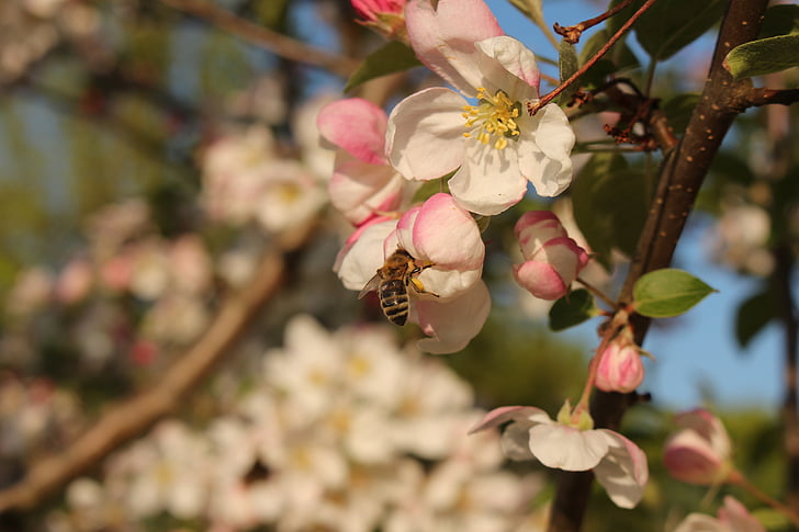 flor de la manzana, abeja, Espolvorear, macro, verano, miel de abeja, naturaleza