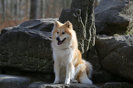 eurasians, dog, animal photo, pet, sweet, fur