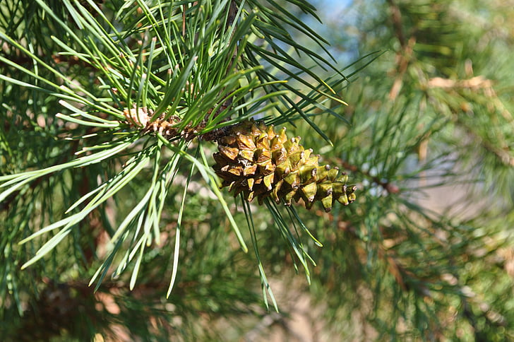 természet, fa, pinecone