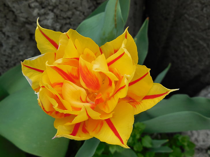 Příroda, závod, květiny, jaro, květ, Bloom
