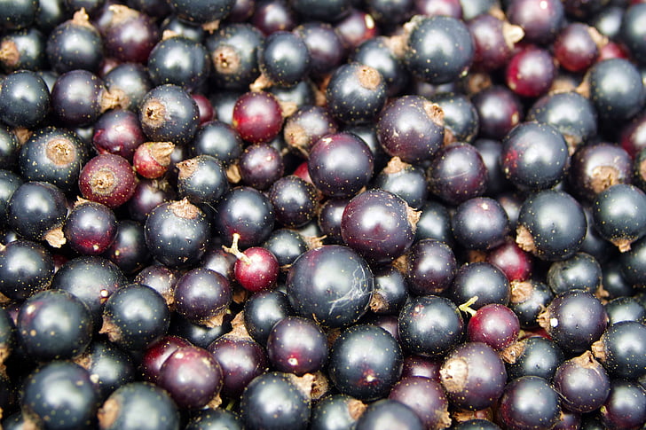 black currant, màu đen, currant, trái cây, vitamin, mứt, compote