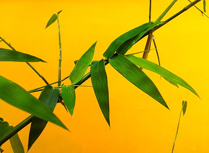 fulla, bambú, natura, planta, verd, japonès, branca