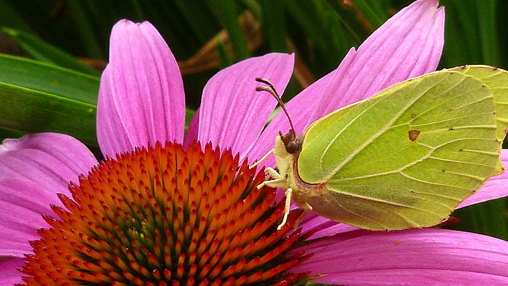 gonepteryx rhamni, liblikas, kollane, putukate, Sulgege, lill, õis