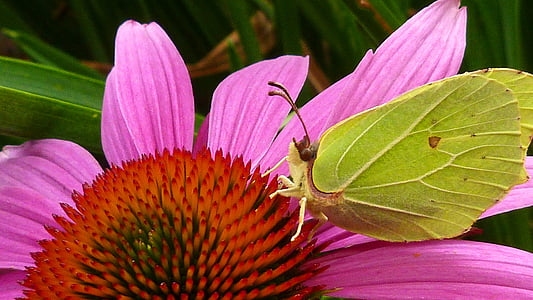 gonepteryx rhamni, 蝴蝶, 黄色, 昆虫, 关闭, 花, 开花