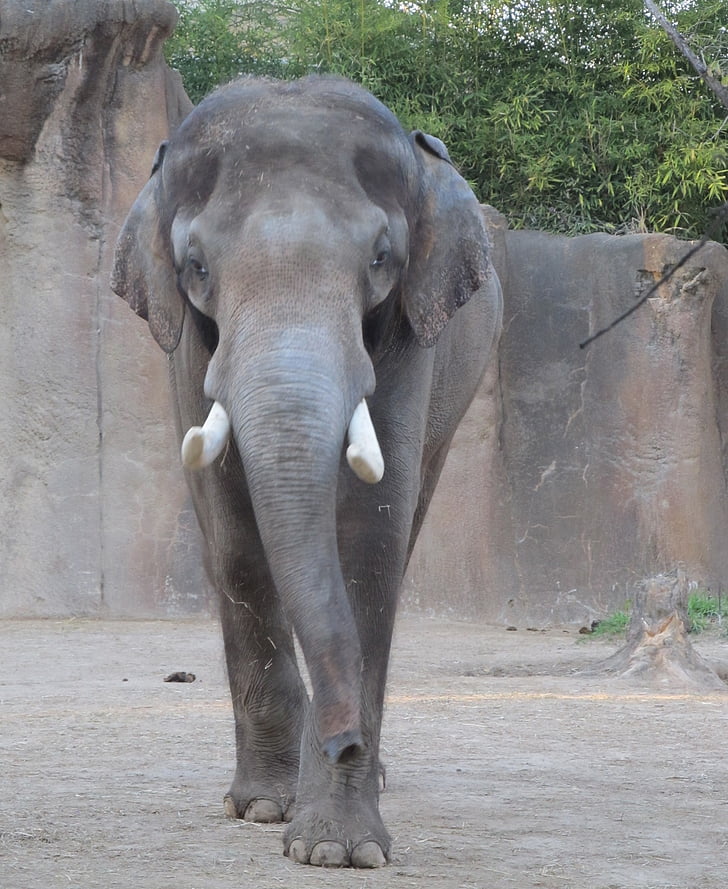 elefant, gradina zoologica, în picioare, mare, portbagaj, în căutarea, portret
