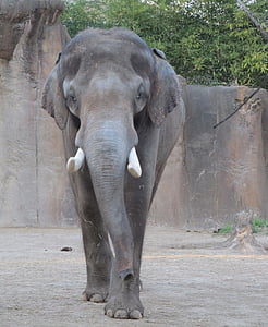 elephant, zoo, standing, big, trunk, looking, portrait