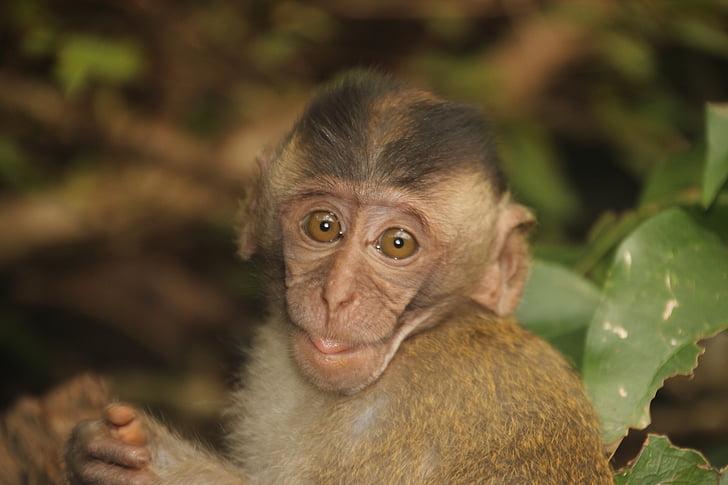 mico, nadó, nen de mico, äffchen, Retrat de Mona, Tailàndia