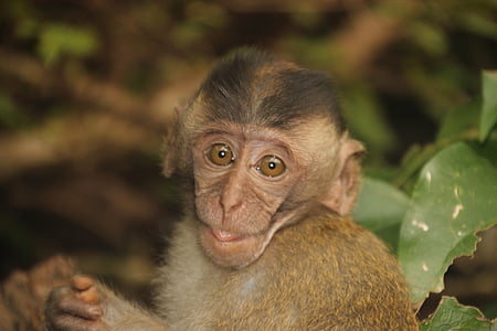 opice, dítě, opice dítě, äffchen, Monkey portrét, Thajsko