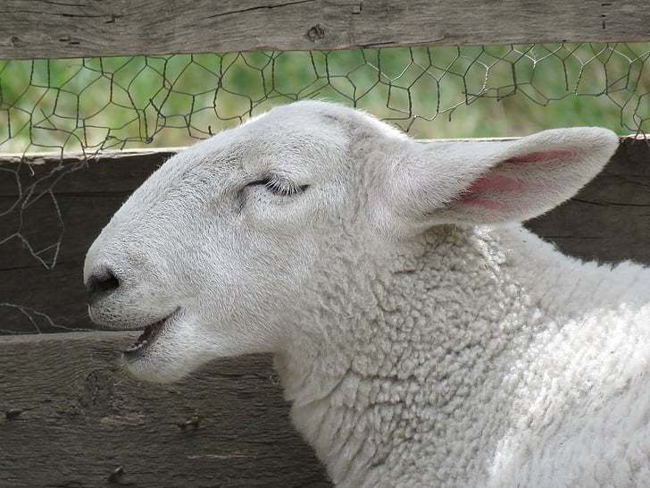 pecore, Ovis aries, animale, bestiame, bianco, nazionali, azienda agricola