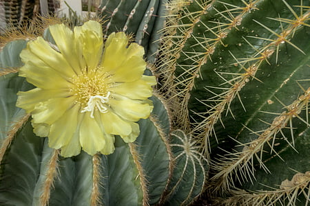 flower, cactus, nature, plant, thorns, desert, stem