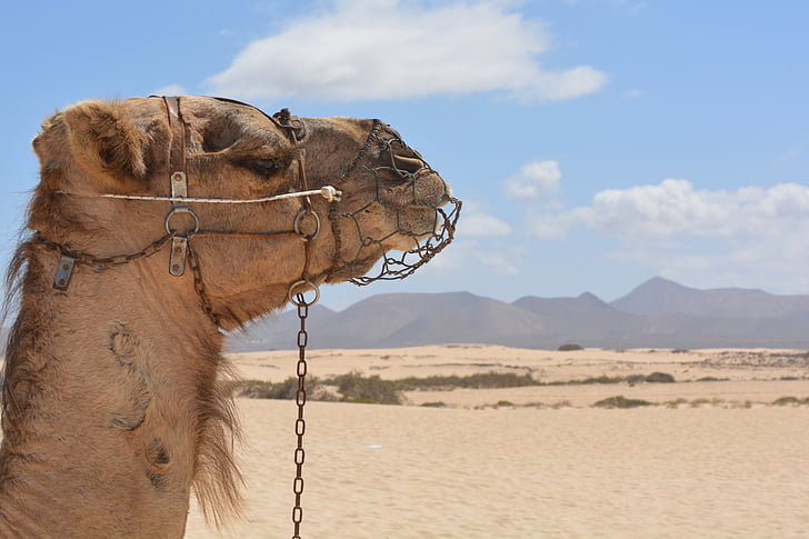 Camel, ørken, dyr, ferie, landskab, forlade, kameltur
