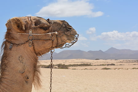 Kamel, Wüste, Tier, Urlaub, Landschaft, verlassen, Kamelritt
