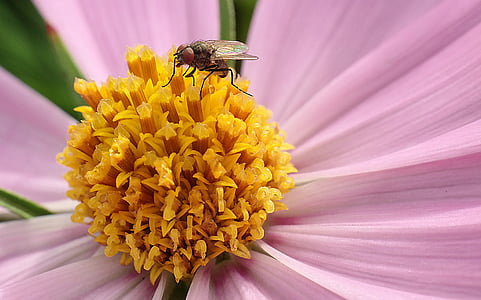fly, blossom, bloom, close, pink, pollen, garden