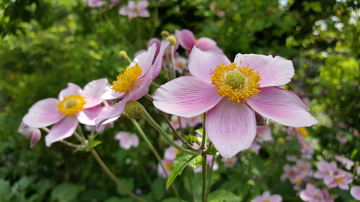 fall anemone, shrub, blossom, bloom, garden, flower, close up