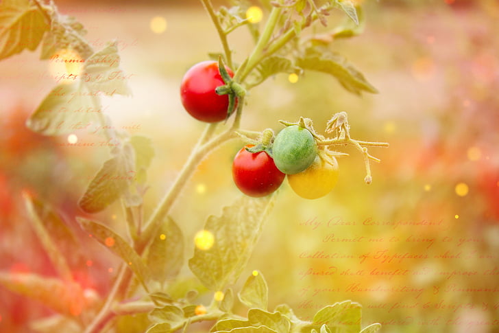 fermes de, légumes, tomates, plant de tomate, plante, en bonne santé, police