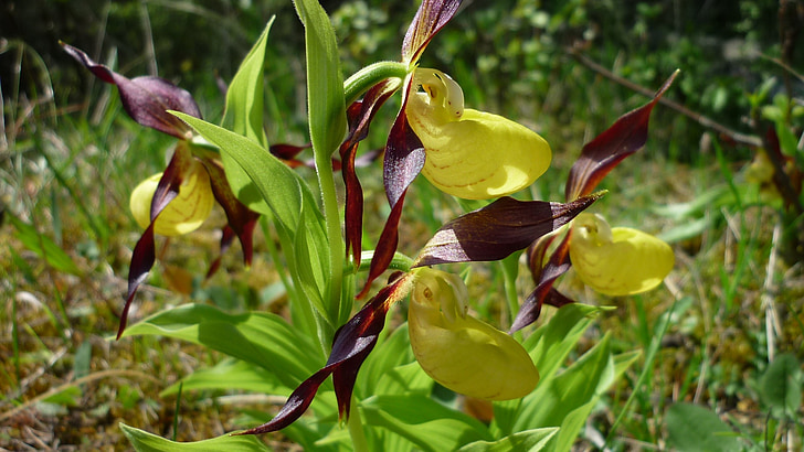 Frauenschuh, orchideenblüte, geltona, gamtiniai ištekliai