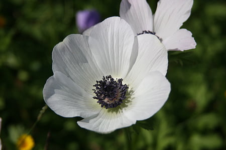 anemone, white, flower, closeup, wild, bloom, nature