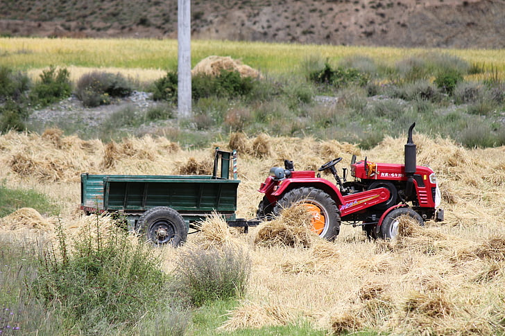 collita, tractor, vosaltres tian, país, en camp d'arròs, camp de blat, l'agricultura