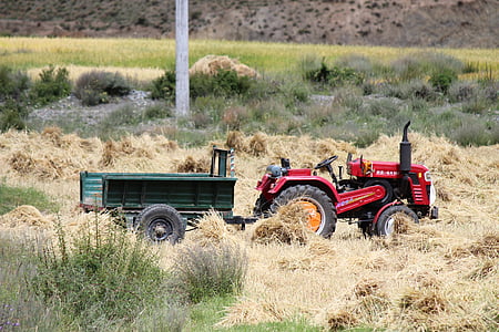 Harvest, traktor, dere tian, land, i ris felt, i hvete felt, landbruk