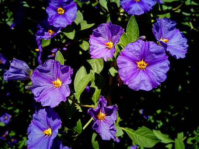 Solanum rantonnetii, Hoa, thực vật, Hoa, mùa xuân, Thiên nhiên, Sân vườn