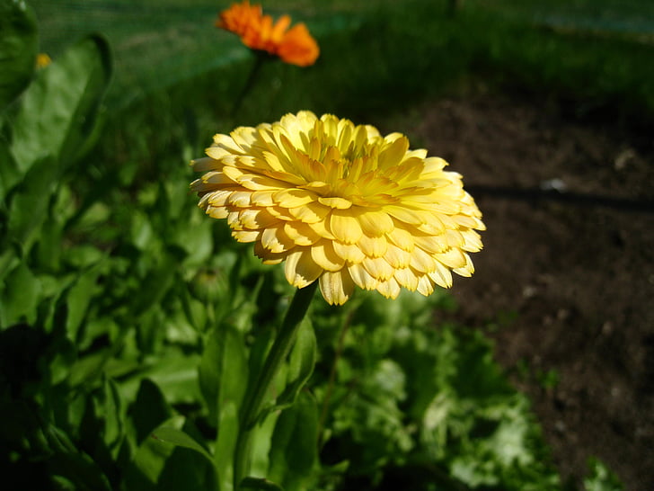 Marigold, gul, sommar, trädgård, grön
