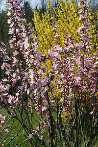 forsythia, intermedia, สีเหลือง, บุช, ดอกไม้, บาน, เบ่งบาน