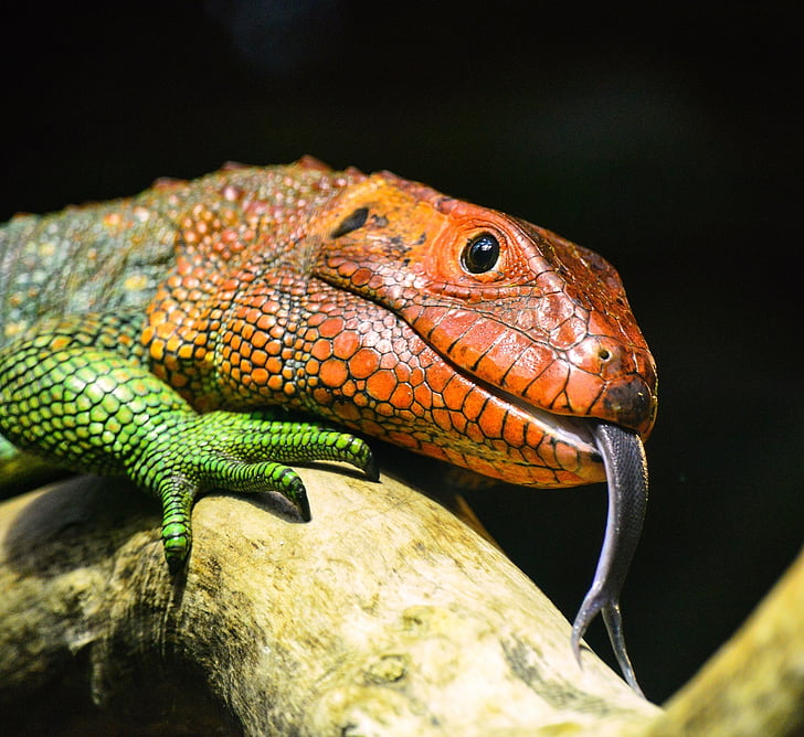 lizard, head, macro, reptile, tropical, tongue, wood