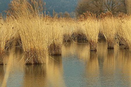 芦苇, 康斯坦茨湖, 莱茵河的胳膊, 奥地利, 水, 镜像, 自然