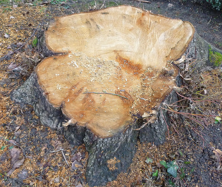 pohon, log, tahunan cincin, kayu, menggergaji, seperti