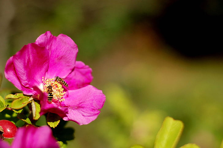 flower, pink, nature, plant, close-up, petal, summer