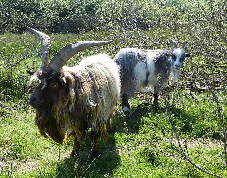 cabras, Billy goat, Bock, Borkum, Ilha, Mar do Norte, paisagem