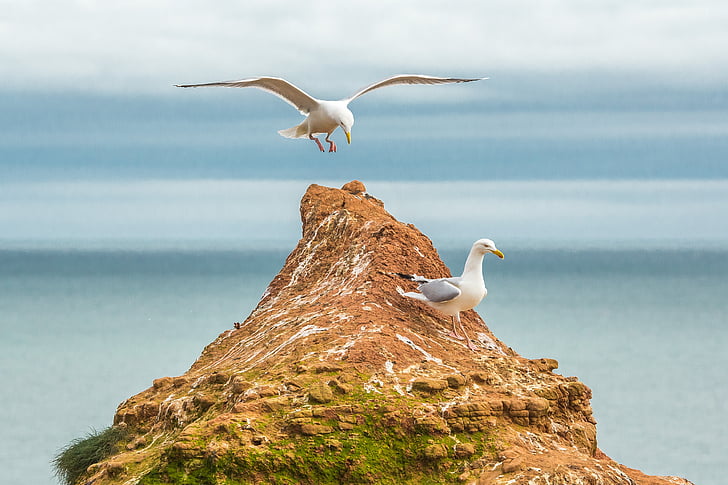 Goéland argenté, océan, récifs, Devon, l’Angleterre, oiseau, animaux à l’état sauvage