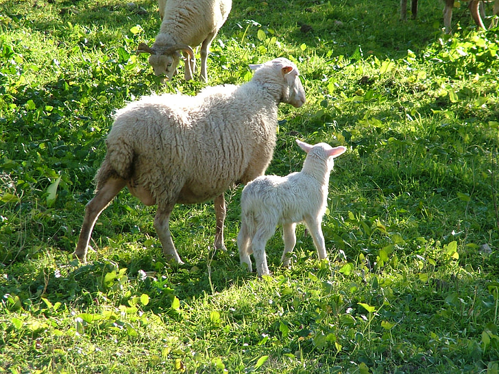 sheep, nature
