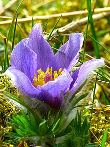 stanište, često stanište cvijet, Pulsatilla vulgaris, hahnenfußgewächs, suha postrojenja, cvijet, proljeće