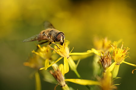 комахи, Бджола, фураж, квіти, макрос