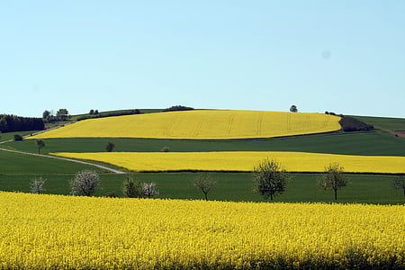 rapeseed fields, field, oilseed rape, summer, nature, sky, wide