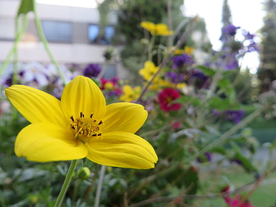 puķe, augu, daba, dārza, dzeltena, dzeltena puķe, vasaras