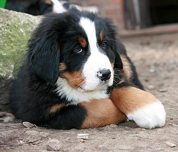 filhote de cachorro, Berner, cão, animais de estimação, Bernese mountain dog, animal, bonito